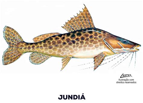 peixe jundiá